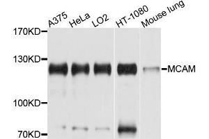 Western blot analysis of extracts of HeLa cells, using MCAM antibody. (MCAM anticorps  (AA 447-646))