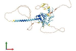 AlphaFold protein structure predicition of Human Recombinant ZBTB8B Protein, UniprotID Q8NAP8