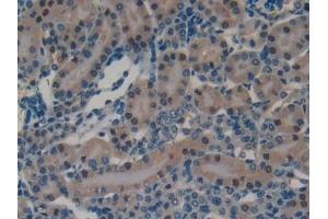 Detection of SPON1 in Mouse Kidney Tissue using Polyclonal Antibody to Spondin 1 (SPON1)