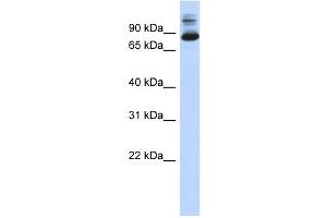 WB Suggested Anti-SIX4 Antibody Titration:  0. (SIX4 anticorps  (N-Term))