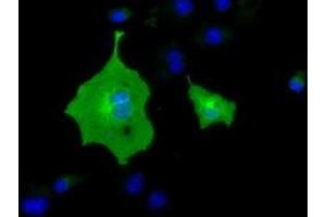 Immunofluorescence (IF) image for anti-Butyrophilin, Subfamily 1, Member A1 (BTN1A1) antibody (ABIN1496992)
