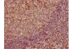 IHC image of ABIN7127388 diluted at 1:155 and staining in paraffin-embedded human tonsil tissue performed on a Leica BondTM system.