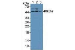 Figure. (C-Jun N-Terminal Kinases (AA 145-419) anticorps)