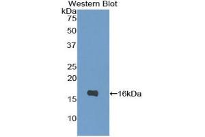 Western blot analysis of the recombinant protein. (IL-4 anticorps  (AA 25-133))