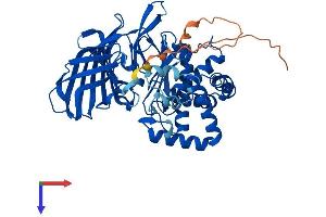 AlphaFold protein structure predicition of Human Recombinant NPEPPSL1 Protein, UniprotID A6NEC2