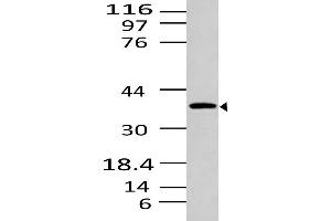 Image no. 1 for anti-Sphingosine-1-Phosphate Receptor 1 (S1PR1) (AA 1-320) antibody (ABIN5027519)