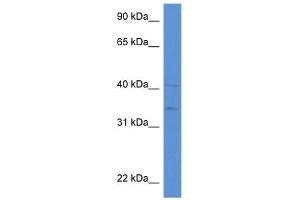 Western Blot showing LIPA antibody used at a concentration of 1 ug/ml against HepG2 Cell Lysate (Lipase A anticorps  (N-Term))