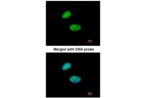 ICC/IF Image Immunofluorescence analysis of paraformaldehyde-fixed HeLa, using ILF1 , antibody at 1:200 dilution.