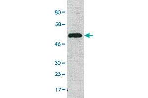 Western Blot analysis of human fibroblast mitochondria with COX15 polyclonal antibody  at 1:1000 dilution. (COX15 anticorps  (N-Term))