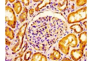 Immunohistochemistry of paraffin-embedded human kidney tissue using ABIN7147911 at dilution of 1:100 (Claudin 6 anticorps  (AA 182-220))