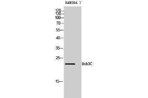 Western Blotting (WB) image for anti-MOB1, Mps One Binder Kinase Activator-Like 2C (MOBKL2C) (Internal Region) antibody (ABIN3176063) (MOBKL2C anticorps  (Internal Region))