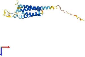 AlphaFold protein structure predicition of Mouse Recombinant Nkain2 Protein, UniprotID Q4PNJ2