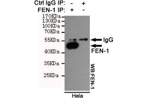 Immunoprecipitation analysis of Hela cell lysates using FEN-1 mouse mAb. (FEN1 anticorps)