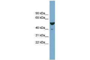 WB Suggested Anti-FBXO9  Antibody Titration: 0.
