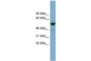 WB Suggested Anti-FBXO9  Antibody Titration: 0.