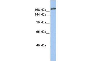 Western Blotting (WB) image for anti-SIN3 Transcription Regulator Homolog B (SIN3B) antibody (ABIN2459432) (SIN3B anticorps)