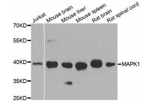 Western blot analysis of extracts of various cell lines, using MAPK1 antibody (ABIN5998180) at 1/1000 dilution.