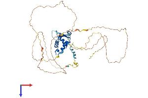 AlphaFold protein structure predicition of Mouse Recombinant Foxf2 Protein, UniprotID O54743