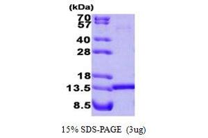 SDS-PAGE (SDS) image for Histidine Triad Nucleotide Binding Protein 1 (HINT1) (AA 1-126) protein (ABIN667109)