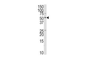 Western blot analysis of anti-TRAIP Antibody (C-term) (ABIN389323 and ABIN2839440) in HepG2 cell line lysates (35 μg/lane). (TRAIP anticorps  (C-Term))