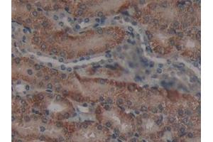 Detection of NCF4 in Mouse Kidney Tissue using Polyclonal Antibody to Neutrophil Cytosolic Factor 4 (NCF4)