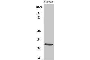 Western Blotting (WB) image for anti-14-3-3 zeta (YWHAZ) (Tyr330) antibody (ABIN3183080) (14-3-3 zeta anticorps  (Tyr330))