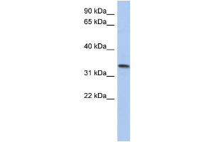 WB Suggested Anti-C10orf96 Antibody Titration: 0. (C10ORF96 anticorps  (Middle Region))