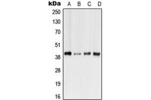 Western blot analysis of GPR41 expression in HeLa (A), Raw264. (FFAR3 anticorps  (N-Term))