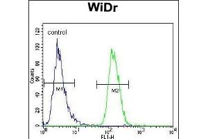 NARS Antibody (N-term) (ABIN655041 and ABIN2844672) flow cytometric analysis of WiDr cells (right histogram) compared to a negative control cell (left histogram). (NARS anticorps  (N-Term))
