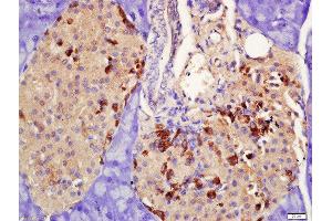 Formalin-fixed and paraffin embedded rat pancreas labeled with Rabbit Anti-PRLR Polyclonal Antibody, Unconjugated  at 1:200 followed by conjugation to the secondary antibody and DAB staining
