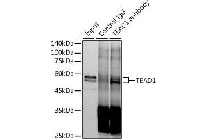 Immunoprecipitation analysis of 600 μg extracts of Mouse skeletal muscle cells using 3 μg TE antibody (ABIN7270754). (TEAD1 anticorps)