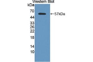 Calpain 2 antibody  (AA 45-514)