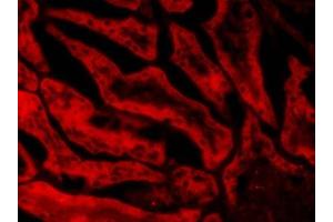 ABIN185652 (20µg/ml) staining of PFA-perfused cryosection of Porcin Kidney.