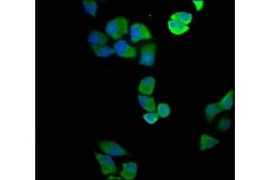 Immunofluorescence staining of Hela cells with ABIN7144595 at 1:100, counter-stained with DAPI.