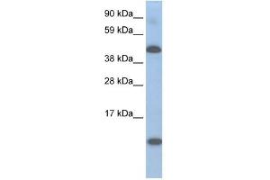 A630025C20RIK antibody used at 0.