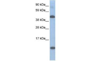 A630025C20RIK antibody used at 0. (Lcor anticorps  (N-Term))