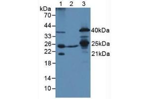 Western blot analysis of (1) Mouse Liver Tissue, (2) Mouse Heart Tissue and (3) Mouse Testis Tissue.