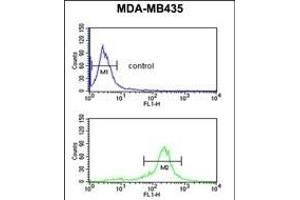 C19orf26 Antibody (Center) (ABIN653222 and ABIN2842757) flow cytometric analysis of MDA-M cells (bottom histogram) compared to a negative control cell (top histogram). (C19orf26 anticorps  (AA 423-450))
