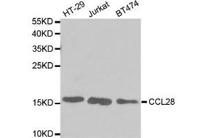 Western blot analysis of extracts of various cell lines, using CCL28 antibody. (CCL28 anticorps  (AA 20-127))