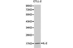 Western Blotting (WB) image for anti-Interleukin 2 (IL2) antibody (ABIN1873207) (IL-2 anticorps)