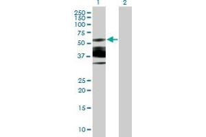 Western Blot analysis of N-PAC expression in transfected 293T cell line by N-PAC MaxPab polyclonal antibody. (GLYR1 anticorps  (AA 1-484))