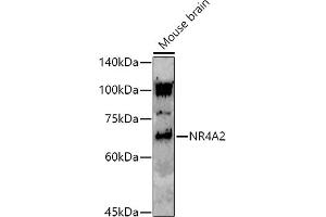 Western blot analysis of extracts of Mouse brain, using (ABIN7269020) at 1:1000 dilution. (NR4A2 anticorps)