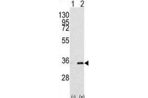 Western Blotting (WB) image for anti-Prohibitin 2 (PHB2) antibody (ABIN3003100) (Prohibitin 2 anticorps)