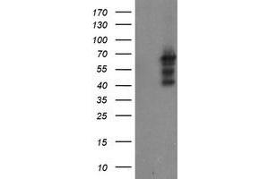 Image no. 1 for anti-SUMO1/sentrin/SMT3 Specific Peptidase 2 (SENP2) (AA 139-523) antibody (ABIN1490926) (SENP2 anticorps  (AA 139-523))