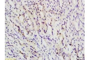 Formalin-fixed and paraffin embedded mouse stomach labeled with Anti-TBL1X Polyclonal Antibody, Unconjugated at 1:200 followed by conjugation to the secondary antibody and DAB staining (TBL1Y anticorps  (AA 501-577))