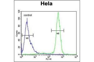 Flow Cytometric analysis of Hela cells using SCN1B Antibody (N-Term) Cat.