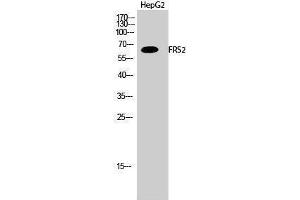 Western Blotting (WB) image for anti-Fibroblast Growth Factor Receptor Substrate 2 (FRS2) (Tyr580) antibody (ABIN3184696) (FRS2 anticorps  (Tyr580))