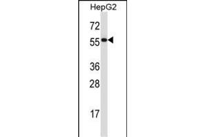 PDIA2 Antibody (Center) (ABIN657924 and ABIN2846871) western blot analysis in HepG2 cell line lysates (35 μg/lane). (PDIA2 anticorps  (AA 210-239))