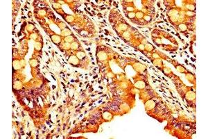 IHC image of ABIN7168797 diluted at 1:300 and staining in paraffin-embedded human small intestine tissue performed on a Leica BondTM system.