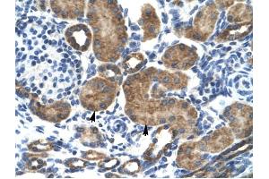 GRIK2 antibody was used for immunohistochemistry at a concentration of 4-8 ug/ml to stain Epithelial cells of renal tubule (arrows) in Human Kidney. (GRIK2 anticorps  (N-Term))